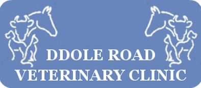 Ddole-Road Ddole-Road